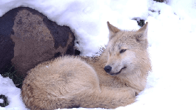 旭山動物園巴士一日遊｜避坑總結+規劃建議，看完不踩雷✅