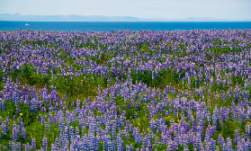 冰島斯奈山半島一日遊｜實際走跳這些亮點超讚🤩