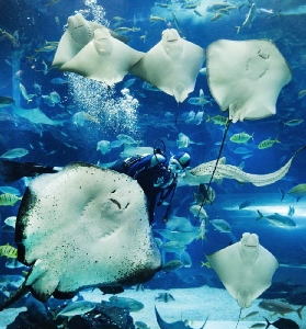 一山韓華水族館實測｜雙層水下隧道+海獺互動超讚！