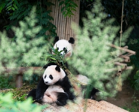 首爾愛寶樂園一日遊避坑總結｜3個必注意的實用建議⚠️
