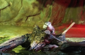 首爾COEX水族館｜首爾最大海洋館，650種生物，親子游/情侶遊指南📝