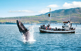 冰島胡薩維克賞鯨｜3小時橡木船+熱可可肉桂捲！避坑實測✨