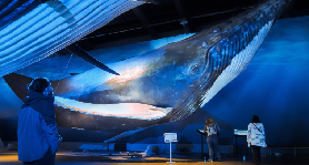 冰島鯨魚博物館實測｜門票隱藏福利+避坑指南！原來導覽/影片都包埋？