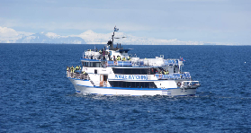 冰島賞鯨+海鸚鵡半日遊實測｜3個避坑點+隱藏亮點✨