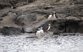 冰島親子海鸚之旅｜Puffin Express超讚！Special Tours app必用💡