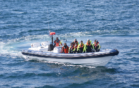 冰島雷克雅維克賞海鸚｜快艇衝浪+近距離睇國王企鵝！超抵體驗避坑指南✨