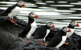 冰島賞海鸚實測｜快艇近距離看國王企鵝！3個必知避坑點分享🤩