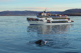冰島賞鯨實測｜半小時抵達賞鯨點！避坑預訂指南✨