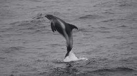 冰島賞鯨初體驗｜夯爆的快速遊艇半日遊！實用規劃筆記📝