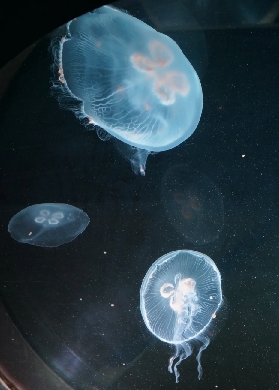 法國里昂必玩景點｜里昂水族館 沉浸式海洋生態之旅✨