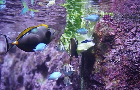 里昂水族館門票 🎫 2026 最新價格 / 預訂｜入場攻略