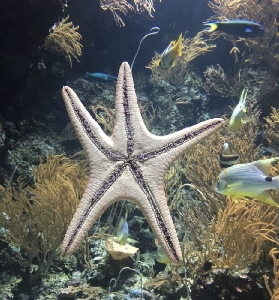 法國親子遊好去處 🧒👨👩 里昂水族館 全齡段適玩的海底樂園