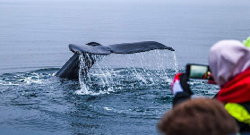 冰島胡薩維克觀鯨｜RIB艇2小時體驗！巨鯨+海鸚超讚攻略📝