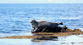 冰島西部隱藏寶石｜斯奈山半島團3大必知避坑點💡