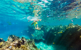 斐濟鯊遊實測｜3避坑+瓜塔島共遊全記錄✨