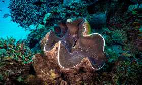 斐濟潛水實測｜Tokoriki Wall遇到巨型硨磲+綠海龜！超讚體驗分享✨