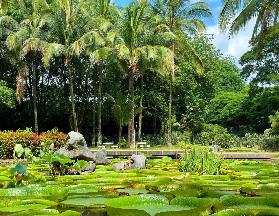 西雙版納一日遊實測｜中科院植物園+傣族園必玩清單✨避坑指南
