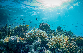 吉達Bayada Island浮潛實測｜沙特馬爾代夫真的值得衝？避坑指南✨