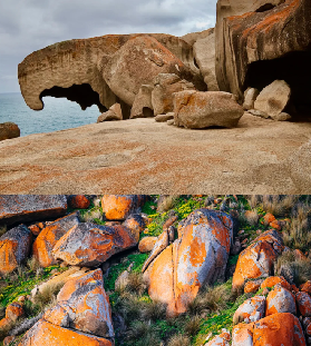 袋鼠島攻略｜被封神的“無圍欄動物園”✨ 兩天一夜解鎖野生治愈感