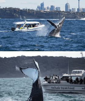 澳洲觀鯨全攻略｜5-11 月必去！東海岸 + 西海岸 TOP 觀鯨地，新手也能 100% 邂逅巨鯨