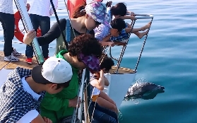 濟州島必玩！金寧遊艇遇海豚實測｜3個避坑要點別踩雷✨