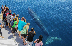 奧克蘭觀鯨海豚遊船｜現場直擊！4.5小時海洋奇遇超讚🤩