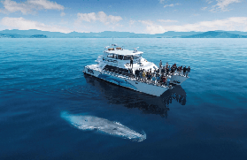 奧克蘭觀鯨海豚遊船｜預訂前必看！3個選品盲點唔好踩✨