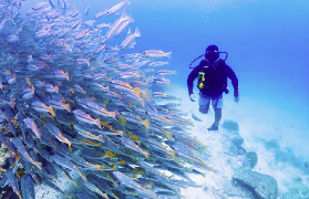 普吉潛水初體驗｜拉查羣島這間讓我秒變海底探險家🌊