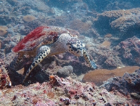 專業護航，全球通用｜普吉島PADI潛水考證，解鎖海底探險新可能