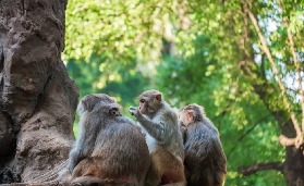 南寧動物園