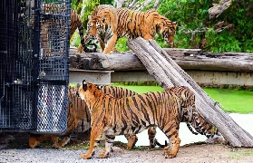 曼谷野生動物園攻略｜為網紅猩猩奔赴的治愈之旅，附避坑全指南
