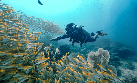 皮皮島水肺潛水半日遊｜2次潛探索珊瑚秘境，解鎖海底治愈奇遇