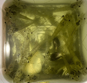 資訊圖片