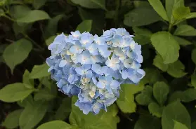 資訊圖片