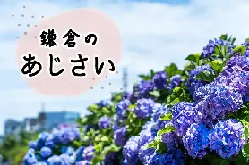 2026鎌倉繡球花名所23選｜明月院、長谷寺人氣景點+隱藏秘境完整攻略