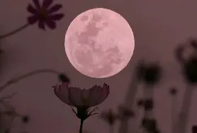 2026年5月Flower Moon花月全攻略：滿月日期、名稱由來、靈性意義與各月滿月別稱一覽