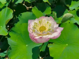 資訊圖片