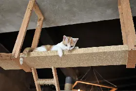 資訊圖片