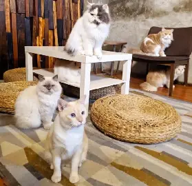 資訊圖片