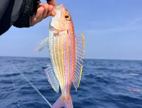 南澳島出海海釣