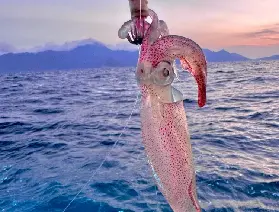 南澳島遊艇觀光及海釣