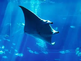 夯爆沖繩景點｜美麗海水族館真實體驗 全齡層都愛的治癒聖地🥰