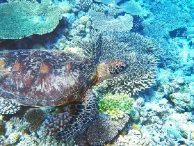 保姆級攻略｜沖繩慶良間島潛水浮潛避坑指南
