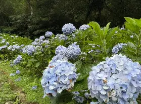 資訊圖片