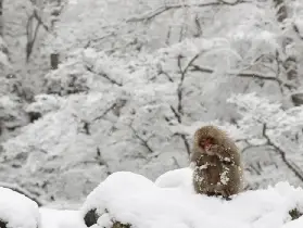 資訊圖片