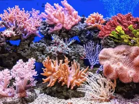 資訊圖片