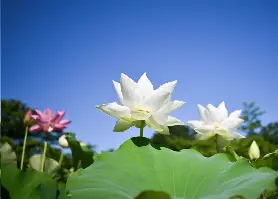 資訊圖片
