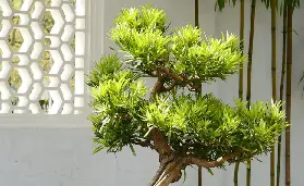 資訊圖片