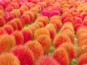 資訊圖片