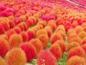 資訊圖片